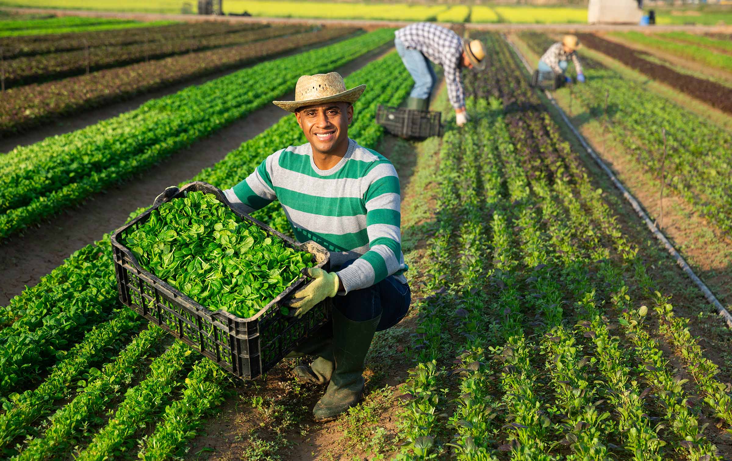 Happy successful hispanic farmer showing freshly picked green young leaves of corn salad during harvest on farm field on sunny day.