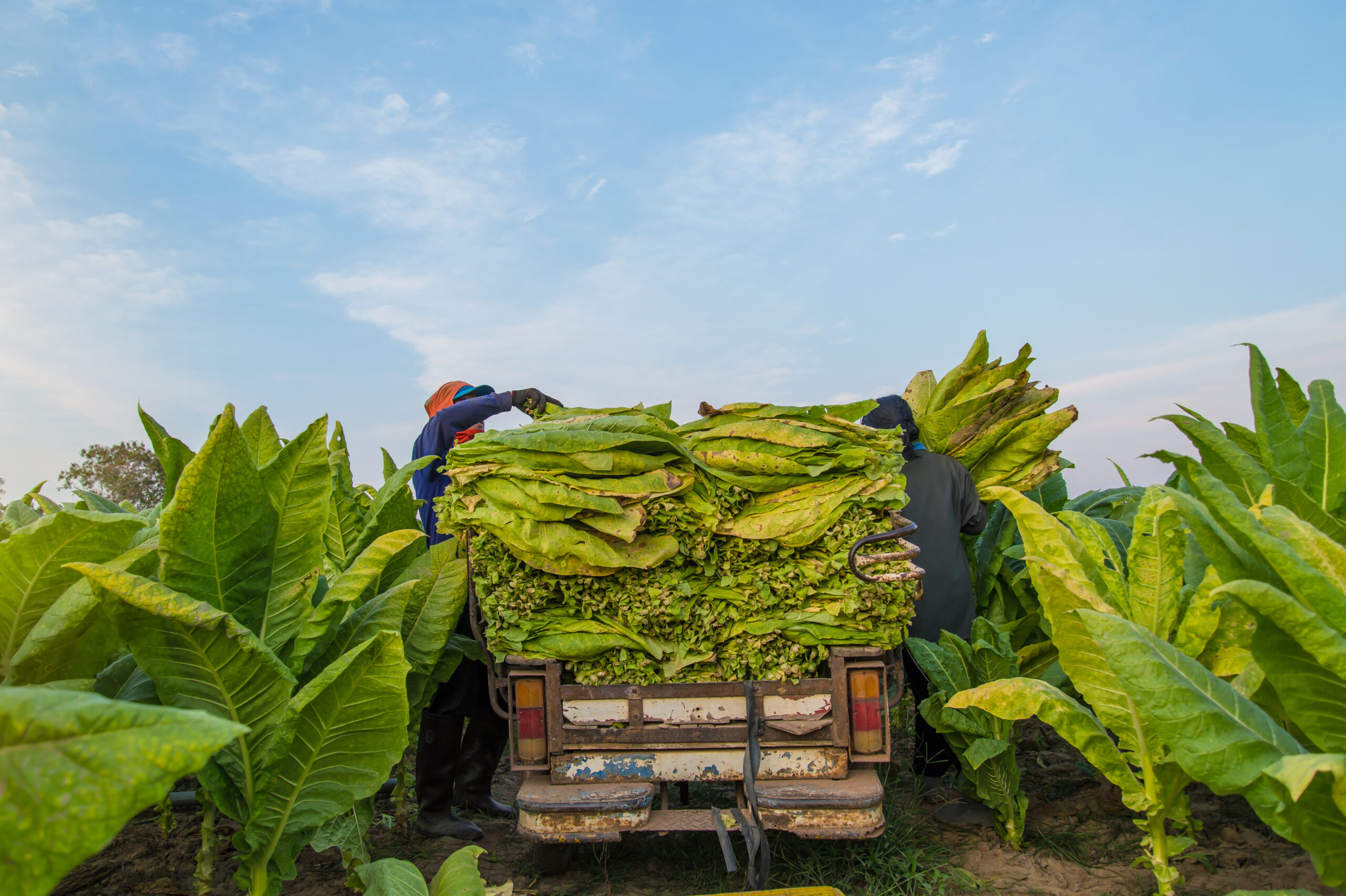 Farmers were growing tobacco in a converted tobacco growing in the country, Thailand Vietnam.